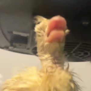 Meet your Posher, Meredith